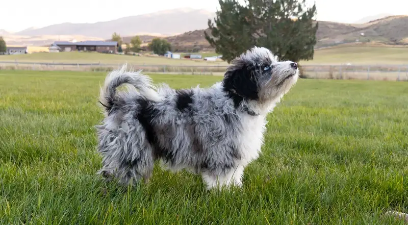 Jinn the dog